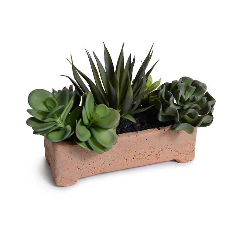 Succulents in 8" Planter