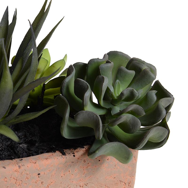 Succulents in 8" Planter