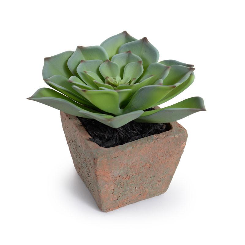 Succulent-Echeveria Potted