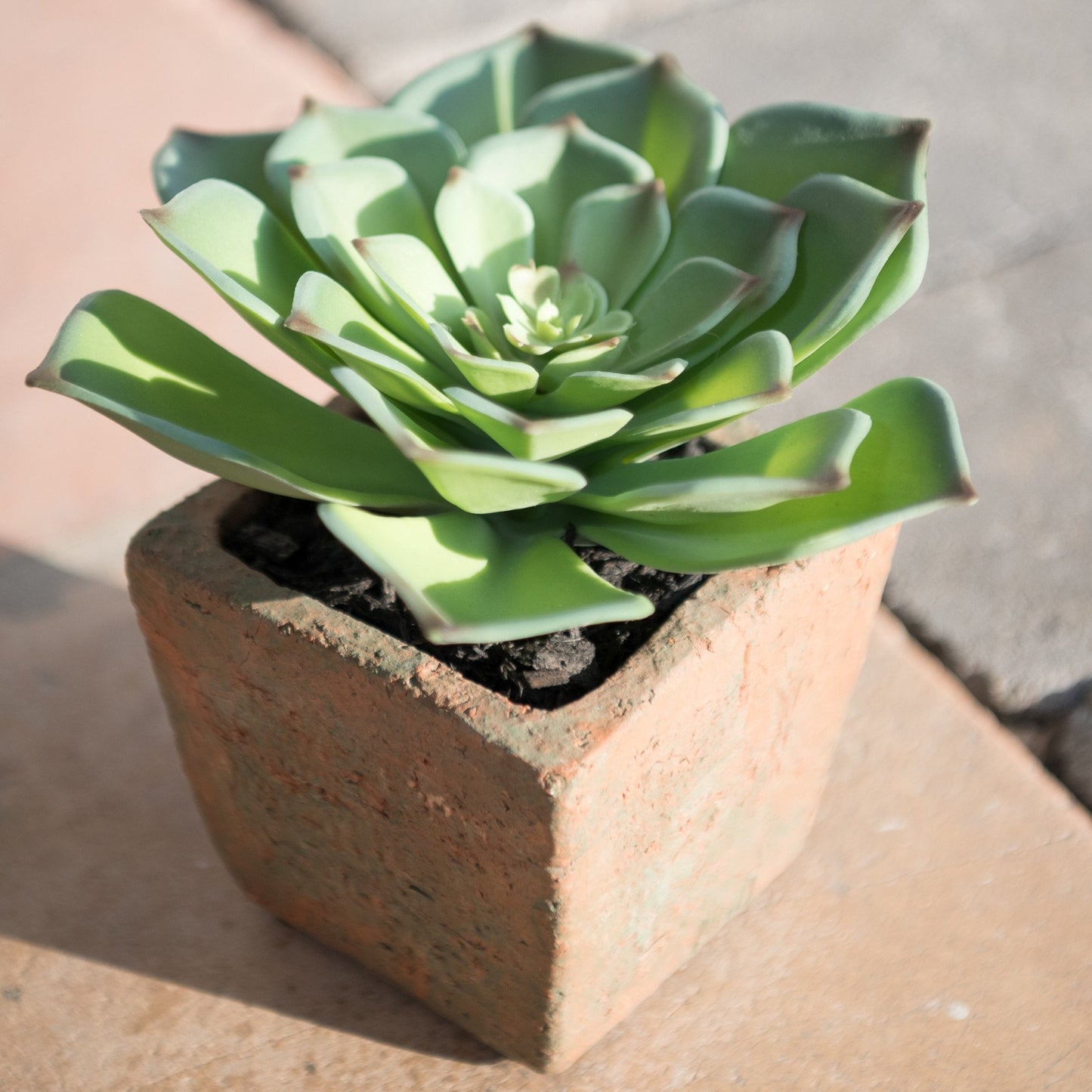 Succulent-Echeveria Potted