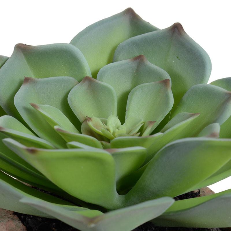 Succulent-Echeveria Potted