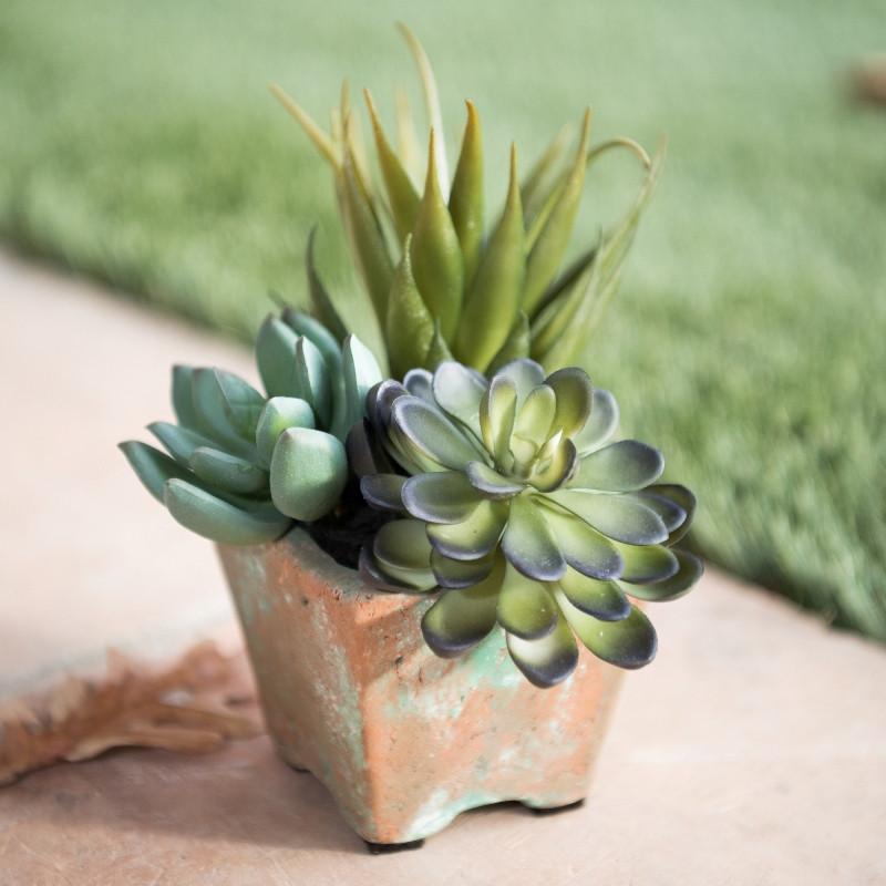 Succulents in Square Pot