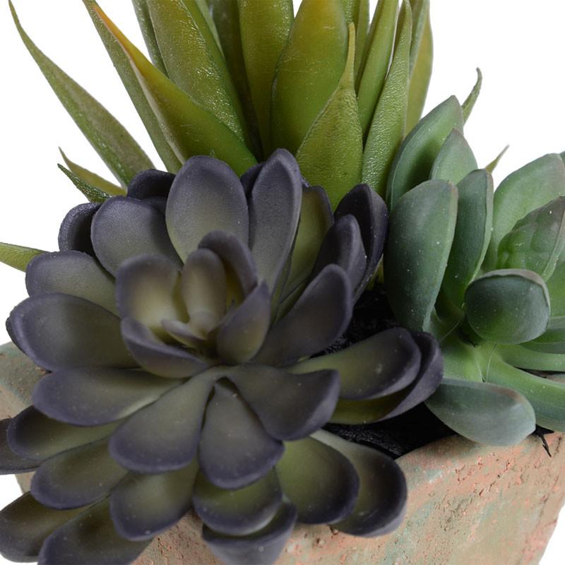 Succulents in Square Pot
