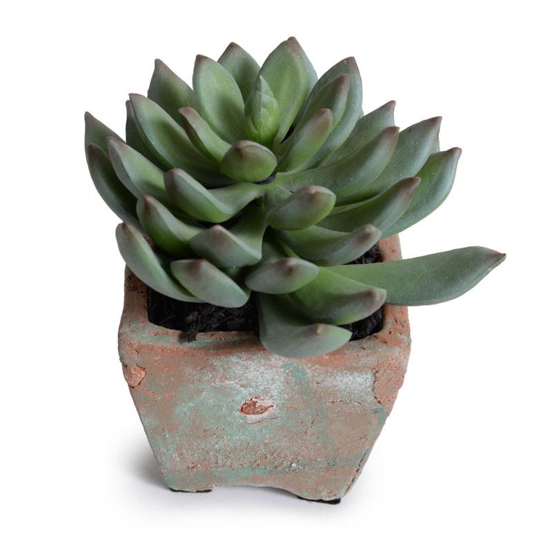 Succulent-Pachyphytum Potted