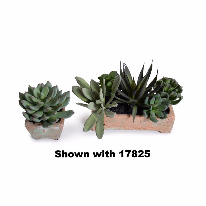 Succulent-Pachyphytum Potted