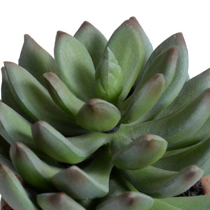 Succulent-Pachyphytum Potted