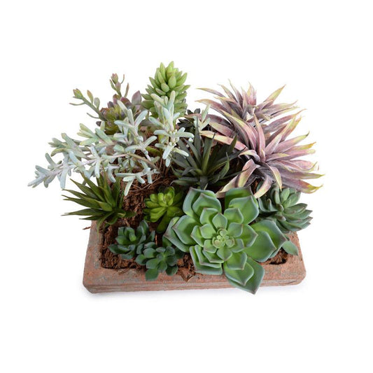 Succulents Garden