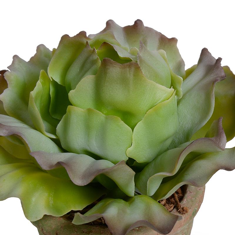Cabbage Succulent in Rustic Terracotta