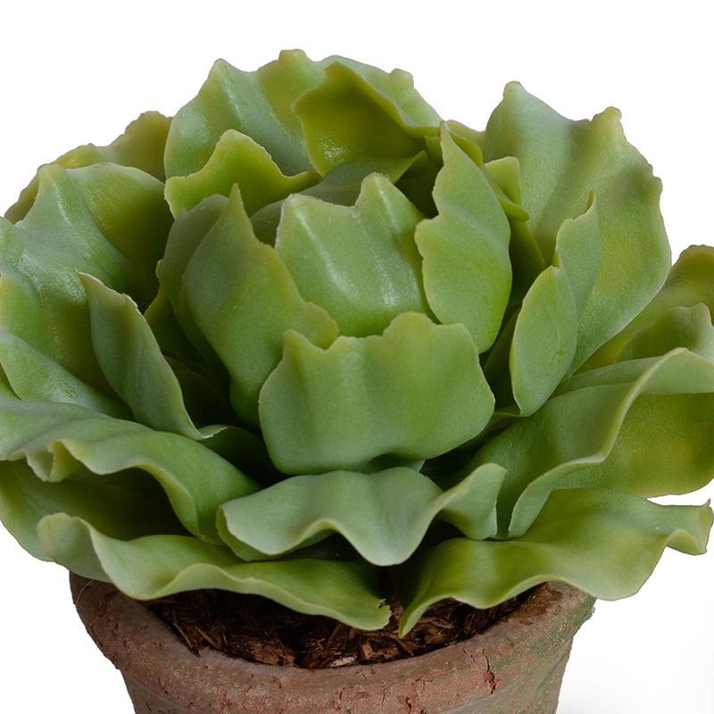 Cabbage Succulent in Rustic Terracotta