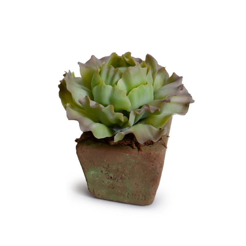 Cabbage Succulent in Rustic Terracotta