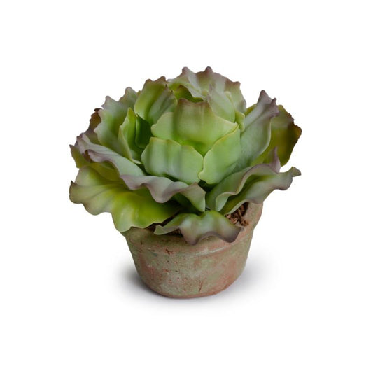 Cabbage Succulent in Rustic Terracotta