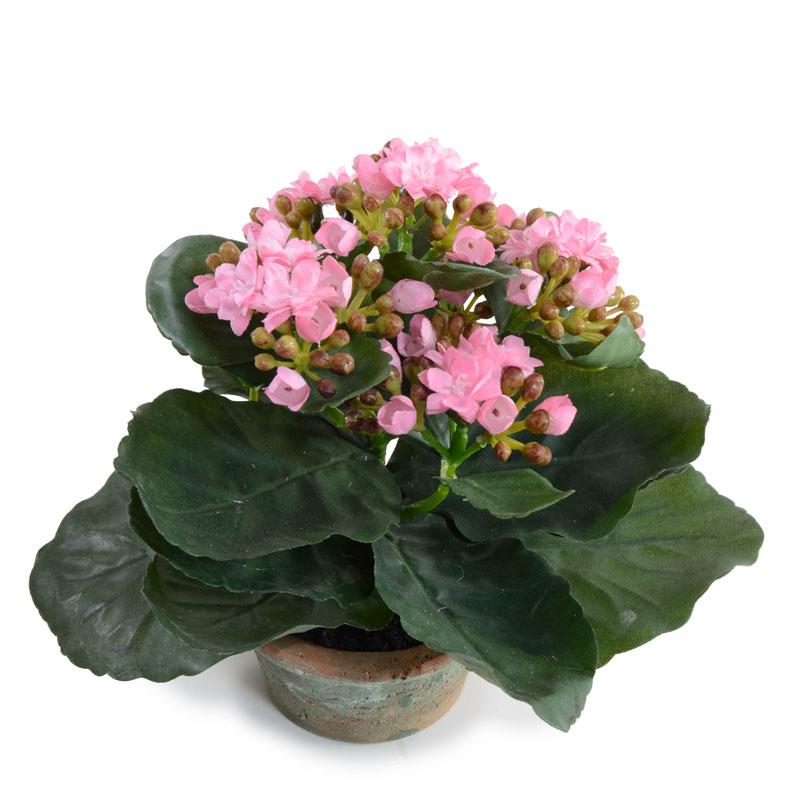 Kalanchoe, Small