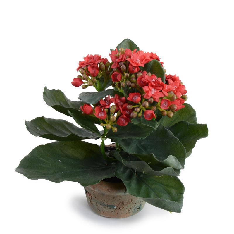 Kalanchoe, Small