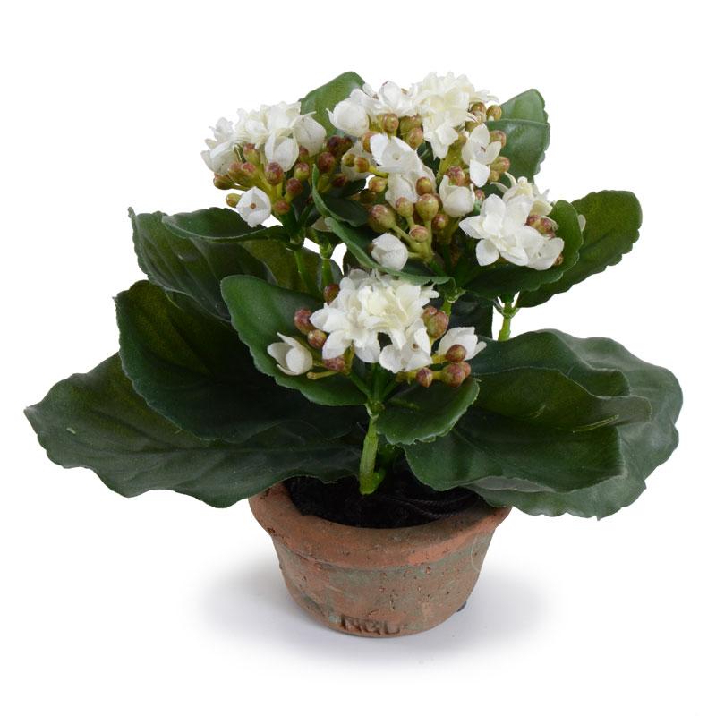 Kalanchoe, Small