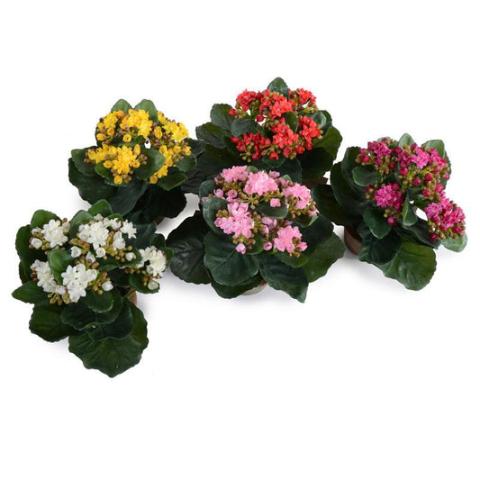 Kalanchoe, Small