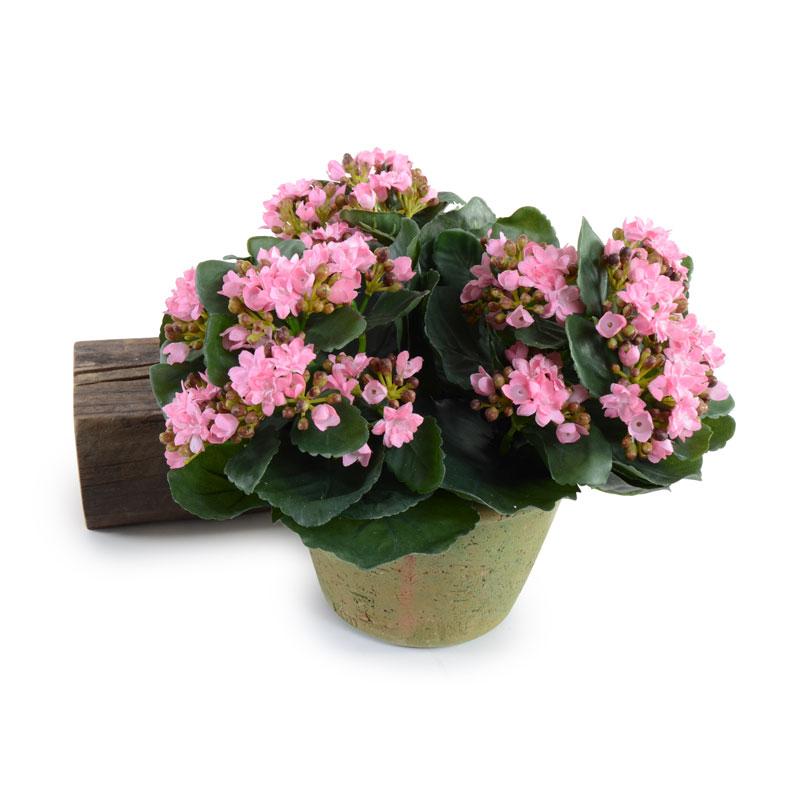 Kalanchoe Plant