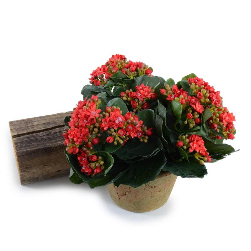 Kalanchoe Plant