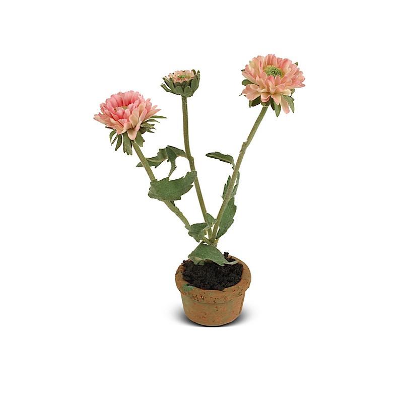 Aster Daisy Mini pot - New Growth Designs