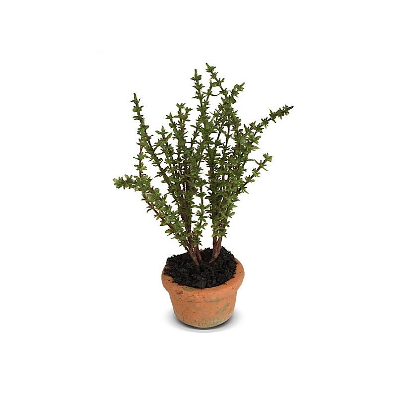 Herb - Thyme mini pot - New Growth Designs
