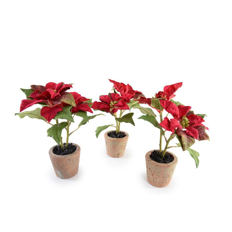 Poinsettia Plant, Red
