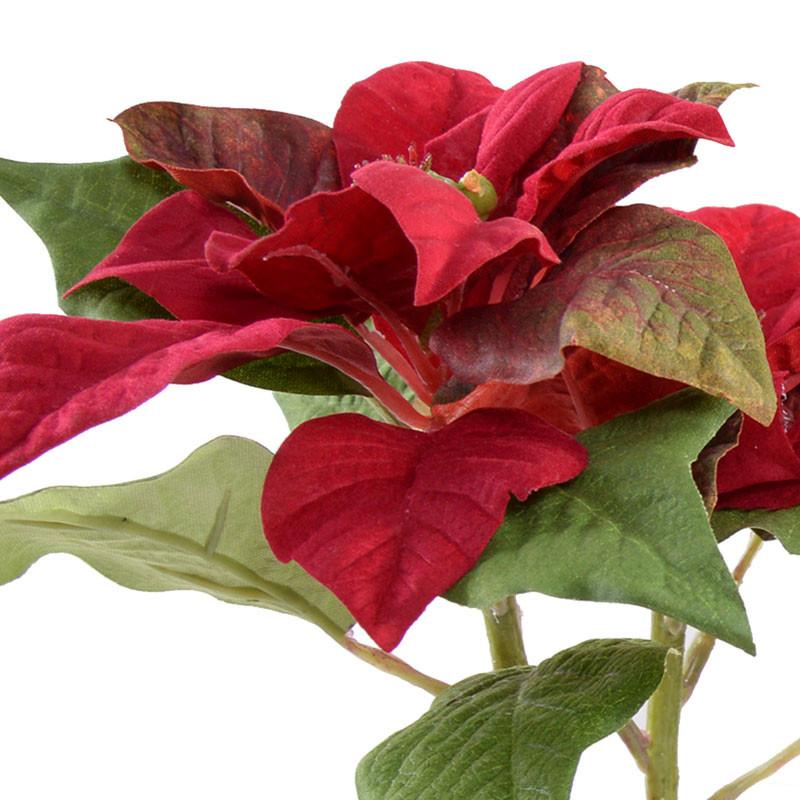 Poinsettia Plant, Red