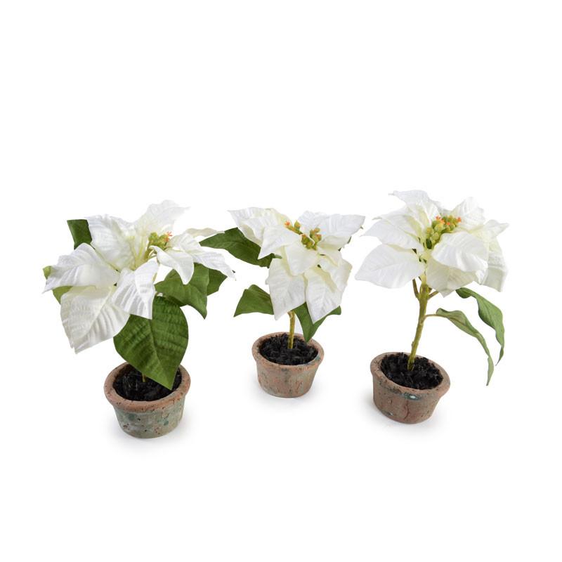 Poinsettia Plant, White