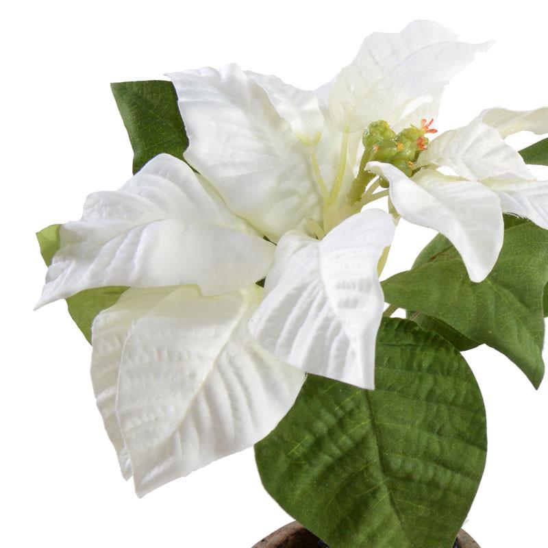 Poinsettia Plant, White