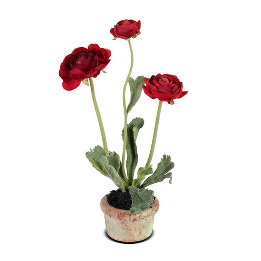Ranunculus mini pot