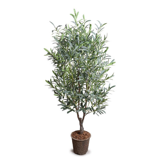 Olive tree, 5'