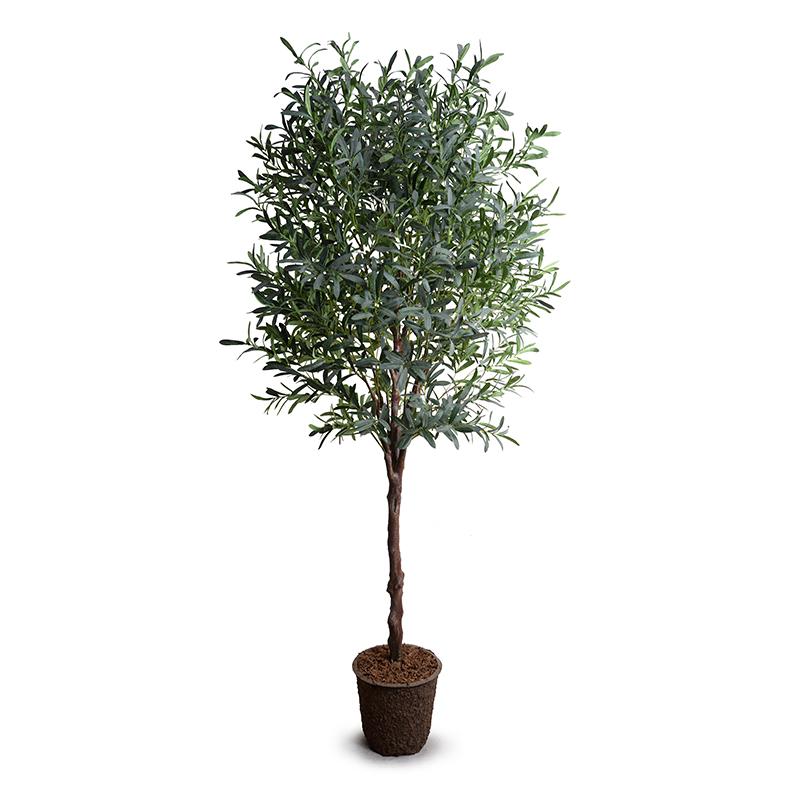 Olive tree, 8'