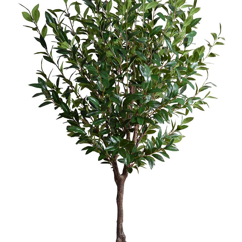 Camellia tree, 8' - New Growth Designs