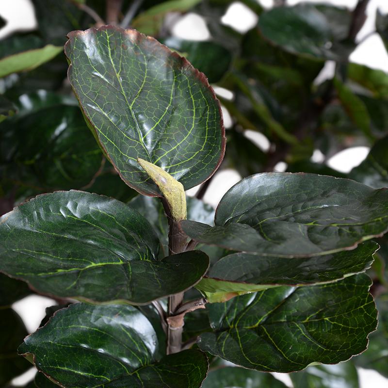 Aralia Balfouriana Tree, 5' - New Growth Designs