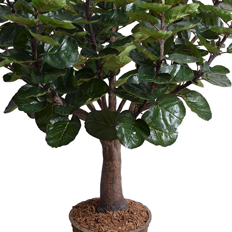 Aralia Balfouriana Tree, 5' - New Growth Designs