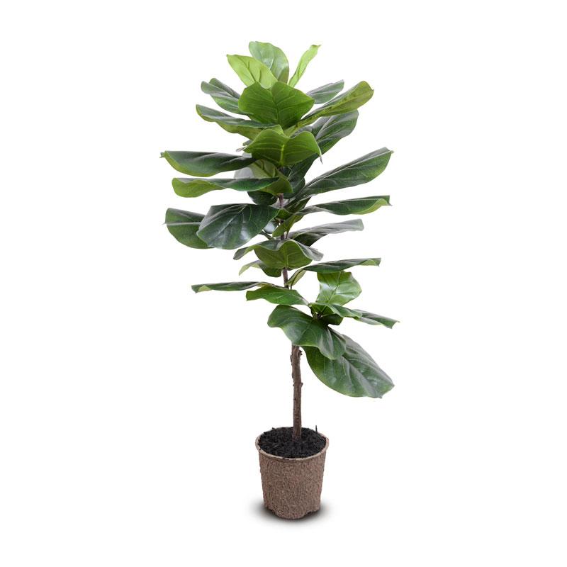 Fiddle-leaf Fig Tree, 50"H - New Growth Designs