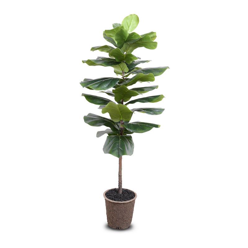 Fiddle-leaf Fig Tree, 58"H - New Growth Designs