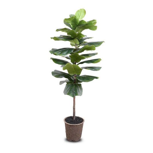 Fiddle-leaf Fig Tree, 58"H - New Growth Designs