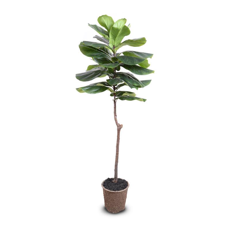 Fiddle-leaf Fig Tree, 62"H - New Growth Designs