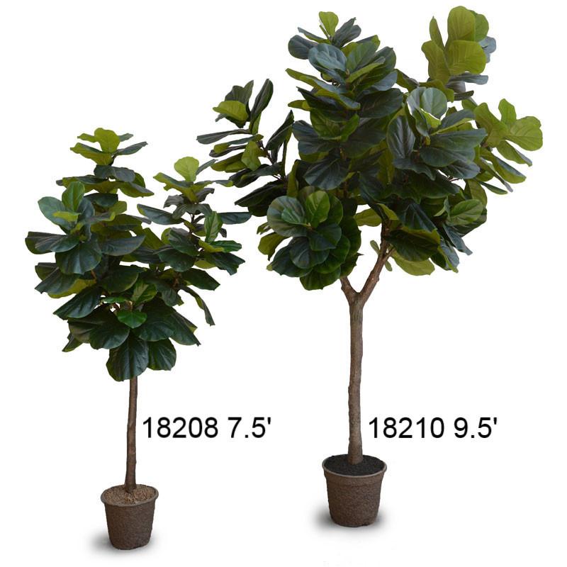 Fiddle-Leaf Fig Tree, 10' - New Growth Designs