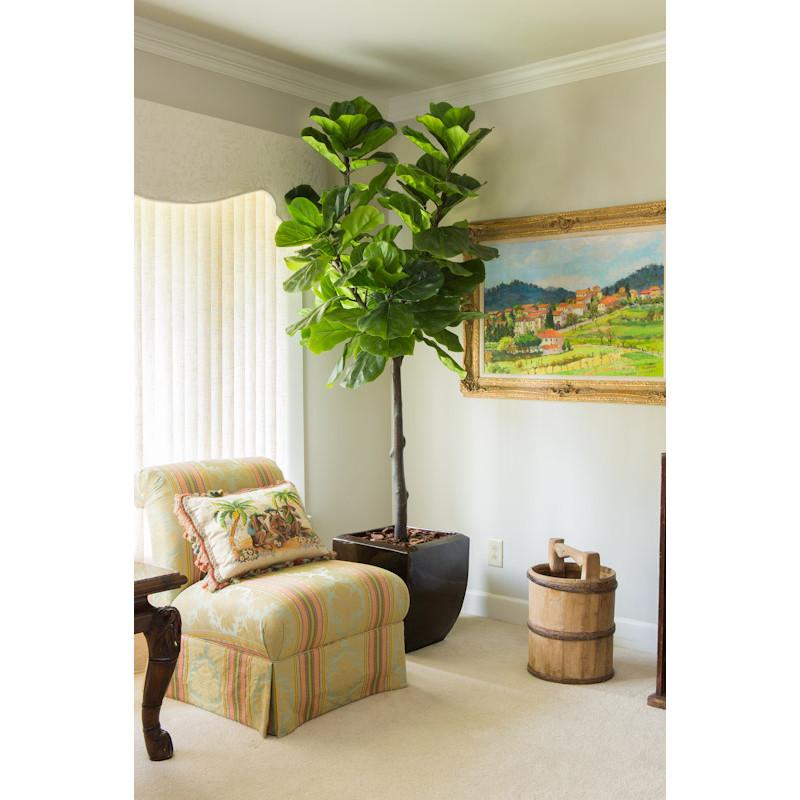 Fiddle-leaf Fig Tree, 7.5' - New Growth Designs