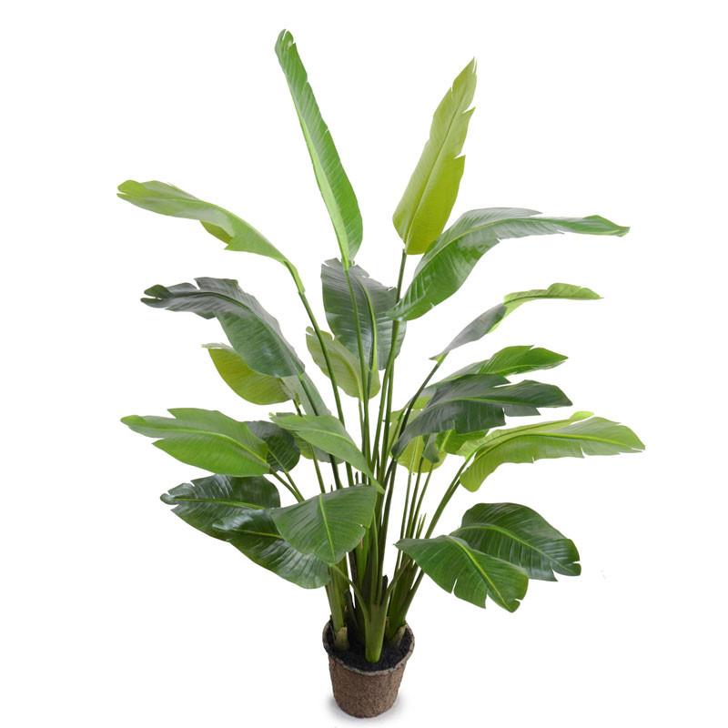 5.5 Traveller's Palm Tree - New Growth Designs