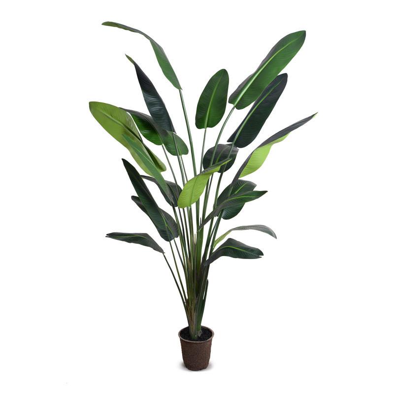 Palm Tree, Traveller's 10'