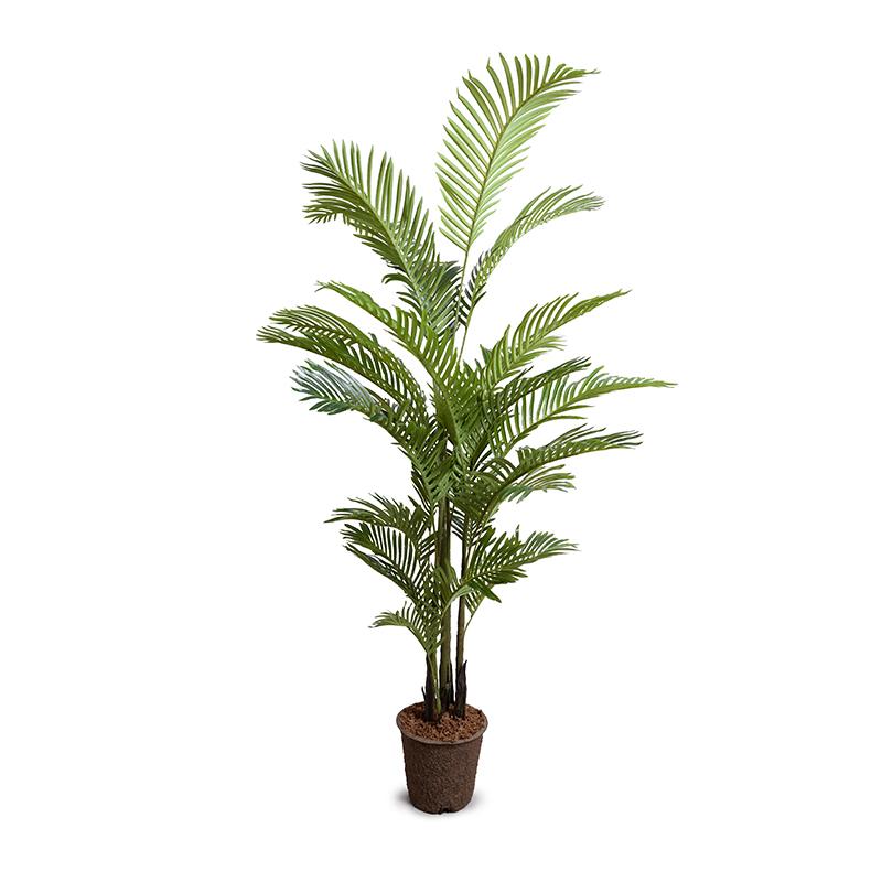 Areca Palm Tree, 6'