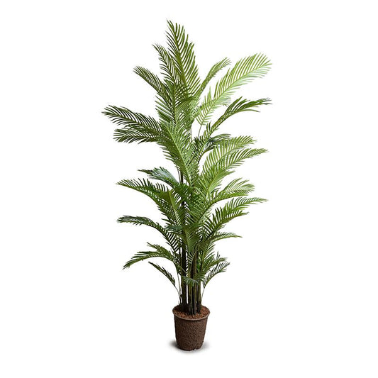 Areca Palm Tree, 8'