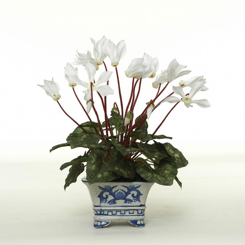 Cyclamen plant - New Growth Designs