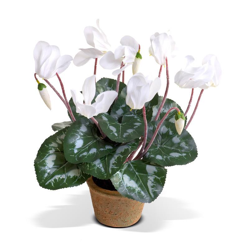 Cyclamen plant - New Growth Designs