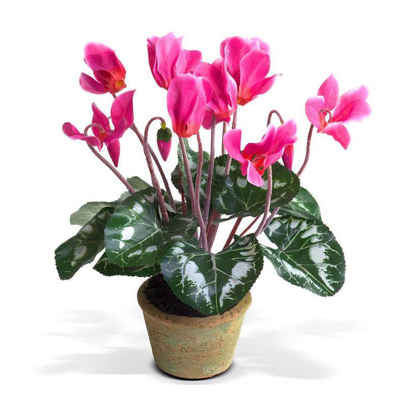 Cyclamen plant - New Growth Designs