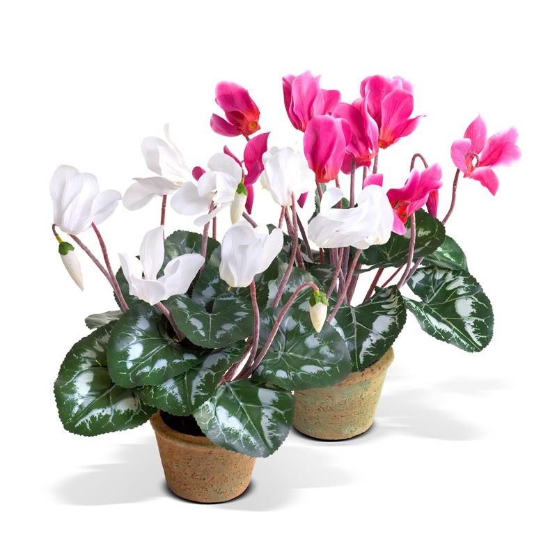 Cyclamen plant - New Growth Designs