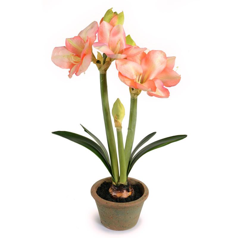 Amaryllis Plant - New Growth Designs