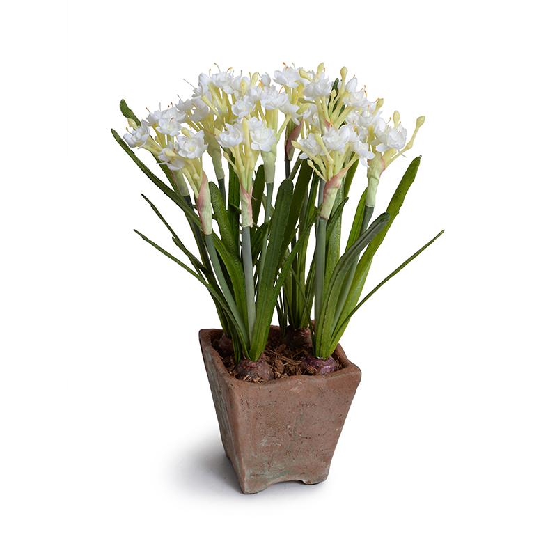 Paperwhite Narcissus