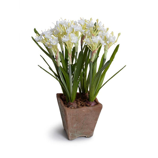 Paperwhite Narcissus